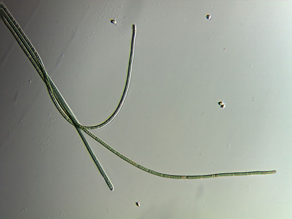 Ulothryx sp. (Curve)